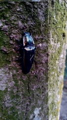 Campsosternus auratus