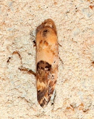 Ponometia libedis