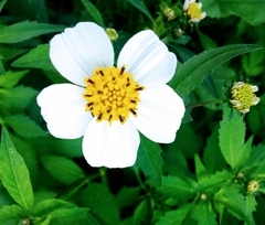 Bidens odorata