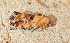 Ponometia libedis