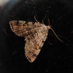 Idia americalis