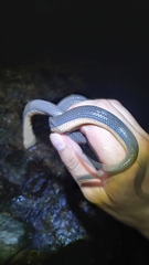 Opisthotropis lateralis