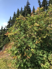Sorbus sitchensis
