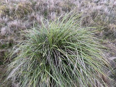 Dianella brevicaulis