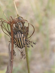 Graphosoma italicum