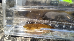 Pseudogastromyzon laticeps