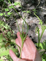 Carex intumescens