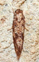Acrolophus cressoni