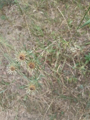 Carlina biebersteinii
