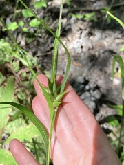 Carex intumescens