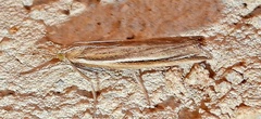 Thaumatopsis
