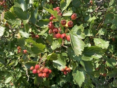 Crataegus chrysocarpa