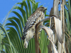 Buteo lineatus elegans