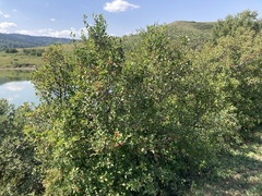 Crataegus chrysocarpa