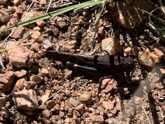 Arphia pseudonietana