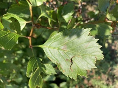Crataegus chrysocarpa