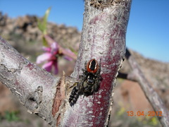 Philaeus chrysops