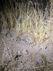 Crotalus oreganus helleri