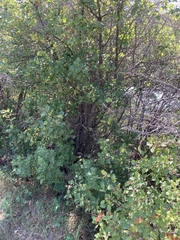 Crataegus chrysocarpa