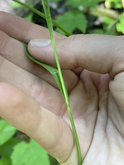Carex intumescens