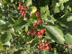 Crataegus chrysocarpa