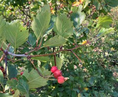 Crataegus chrysocarpa