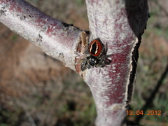 Philaeus chrysops
