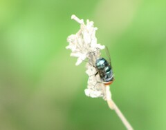 Chrysomya megacephala