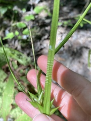 Carex intumescens