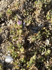 Spergularia macrotheca