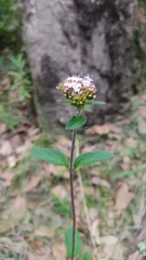 Valeriana