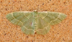 Chlorochlamys phyllinaria