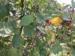 Crataegus chrysocarpa