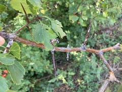 Crataegus chrysocarpa