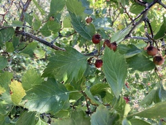 Crataegus chrysocarpa