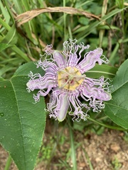 Passiflora incarnata
