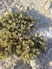Spergularia macrotheca