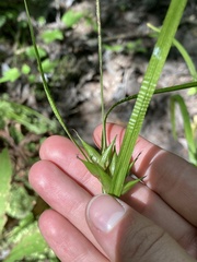 Carex intumescens