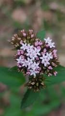 Valeriana