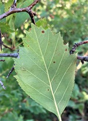 Crataegus chrysocarpa