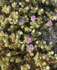 Spergularia macrotheca