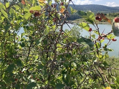 Crataegus chrysocarpa