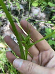 Carex intumescens
