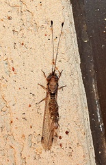 Ululodes macleayanus
