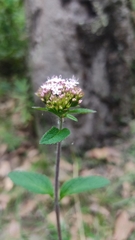 Valeriana