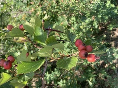 Crataegus chrysocarpa