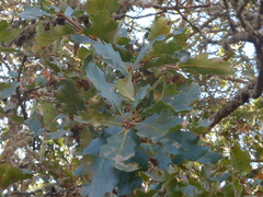 Quercus douglasii