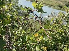 Crataegus chrysocarpa