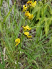 Crotalaria lanceolata
