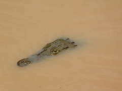 Crocodylus acutus
